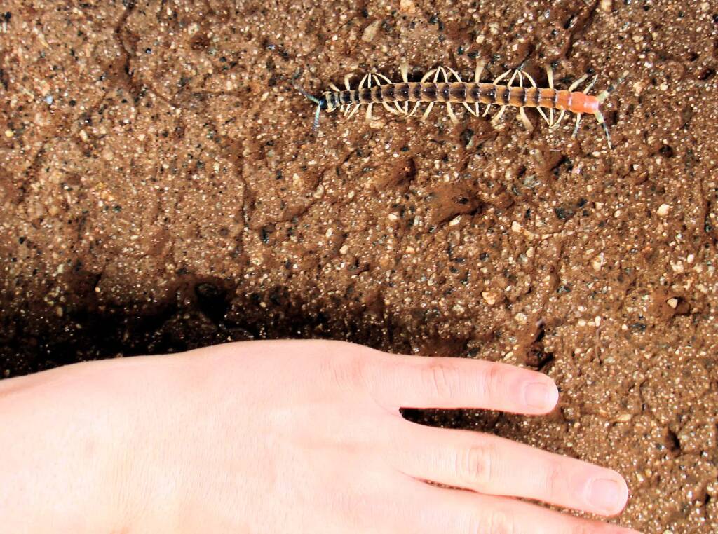 Native Centipede at Uluru-Kata Tjuta National Park.