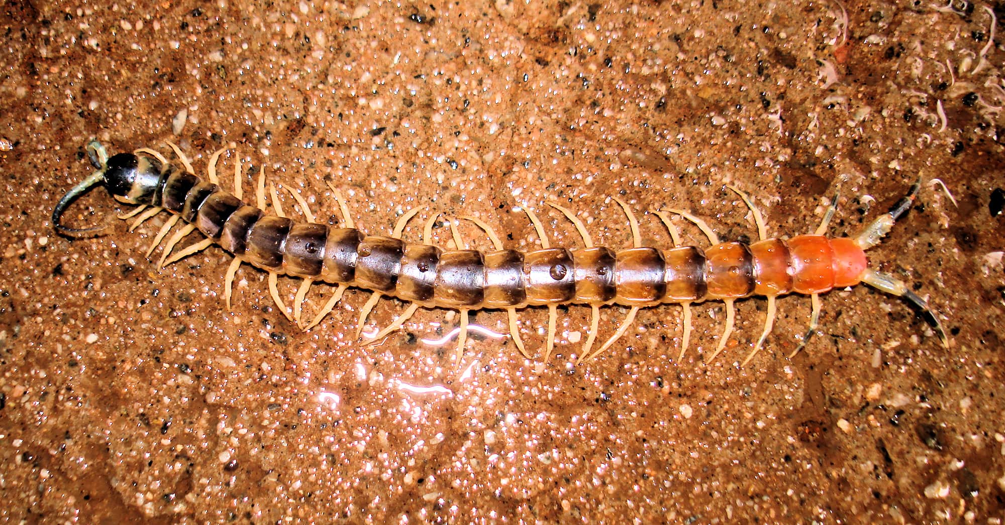 Native Centipede at Uluru-Kata Tjuta National Park.