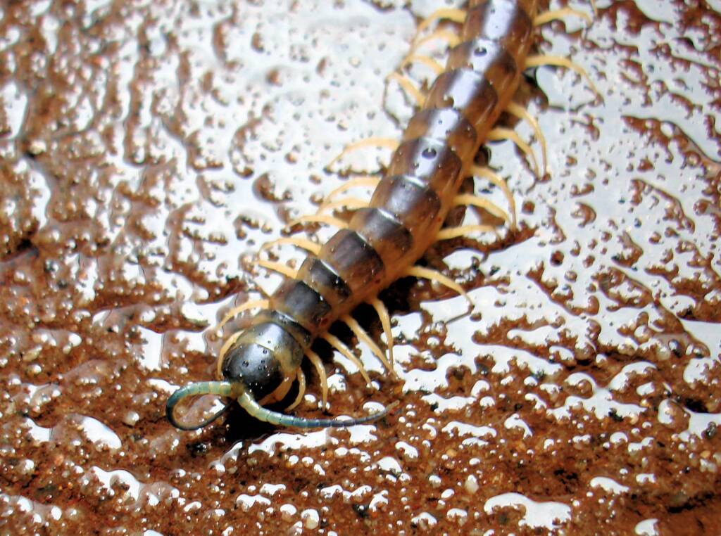 Native Centipede at Uluru-Kata Tjuta National Park.