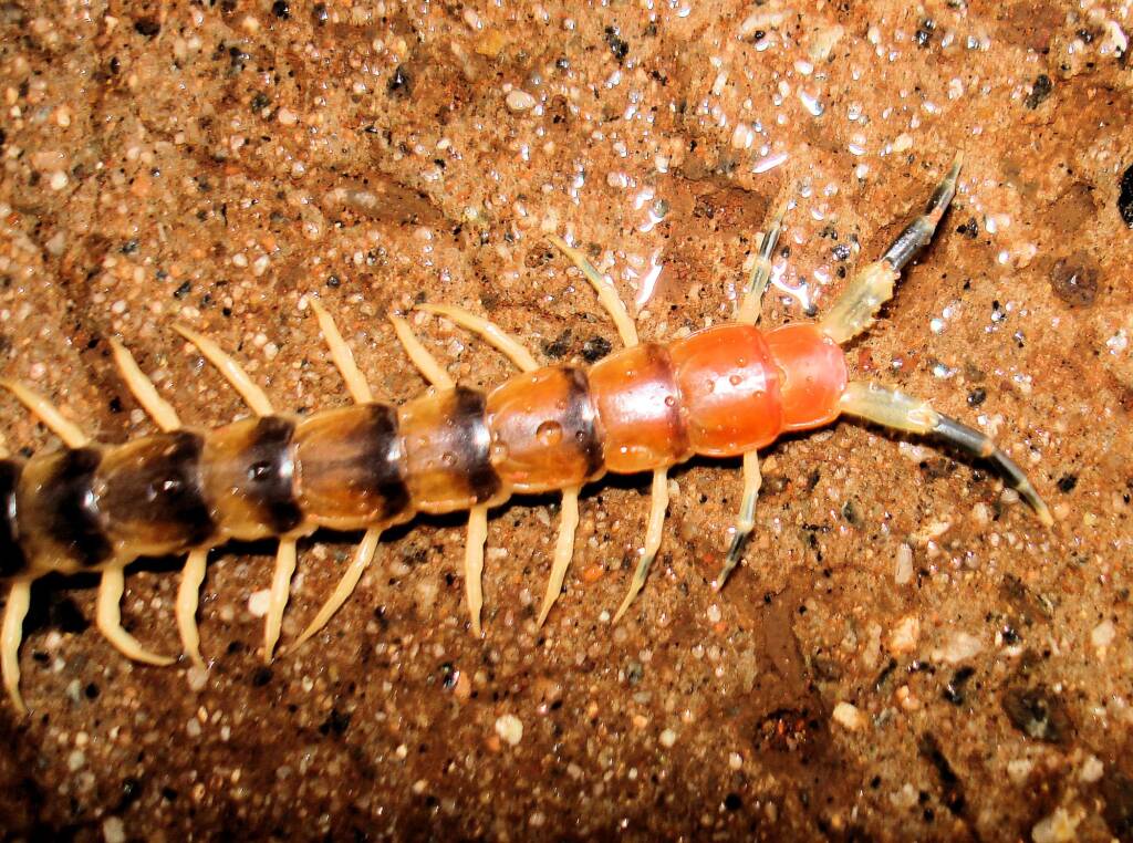 Native Centipede at Uluru-Kata Tjuta National Park.