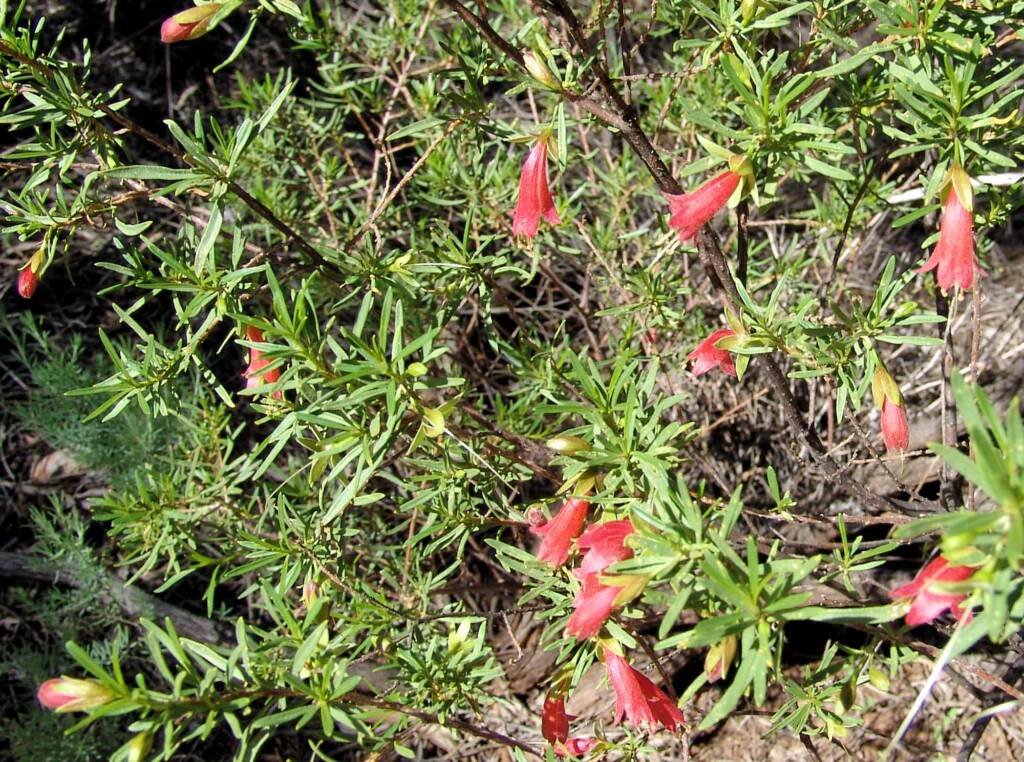 Native Fuchsia (Eremophila latrobei)