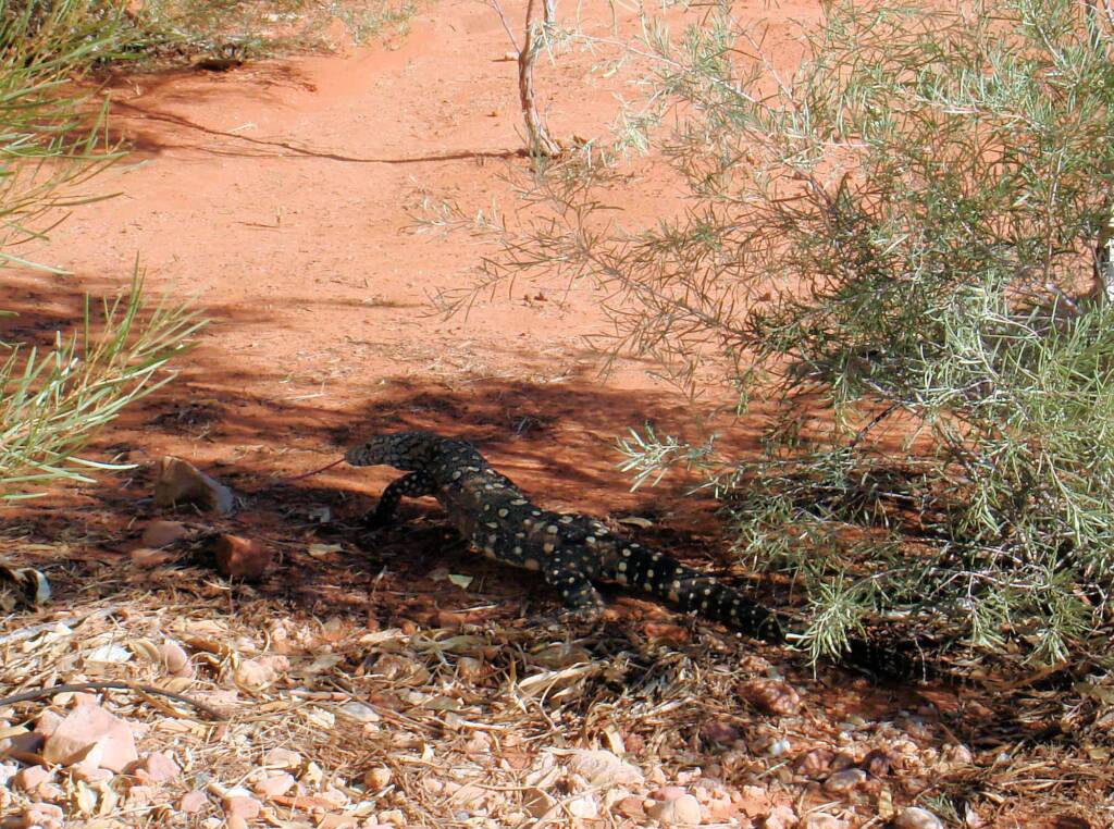 Perentie (Varanus giganteus), Kings Canyon (Watarrka National Park)