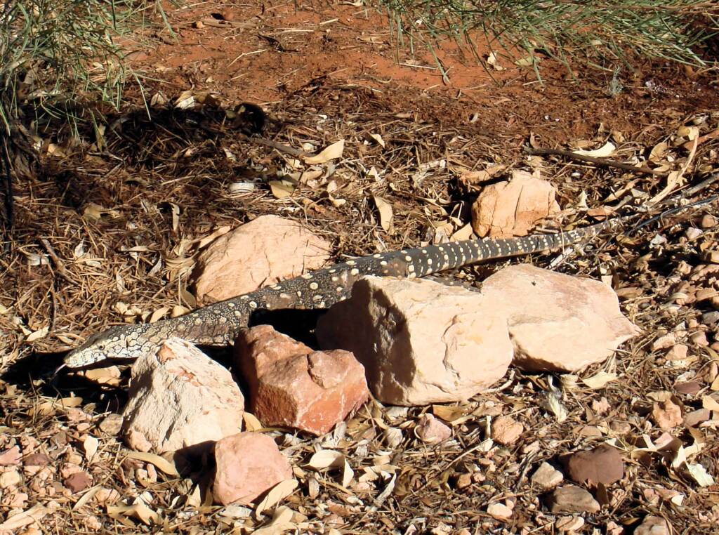 Perentie (Varanus giganteus), Kings Canyon (Watarrka National Park)