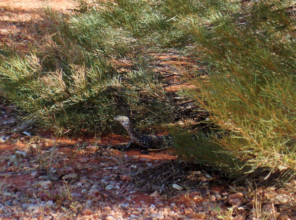 Perentie (Varanus giganteus), Kings Canyon (Watarrka National Park)