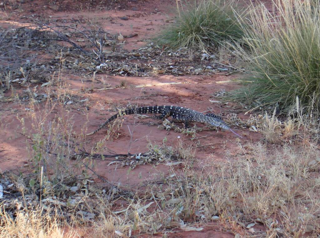 Perentie (Varanus giganteus), Kings Canyon (Watarrka National Park)