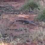 Perentie (Varanus giganteus), Kings Canyon (Watarrka National Park)