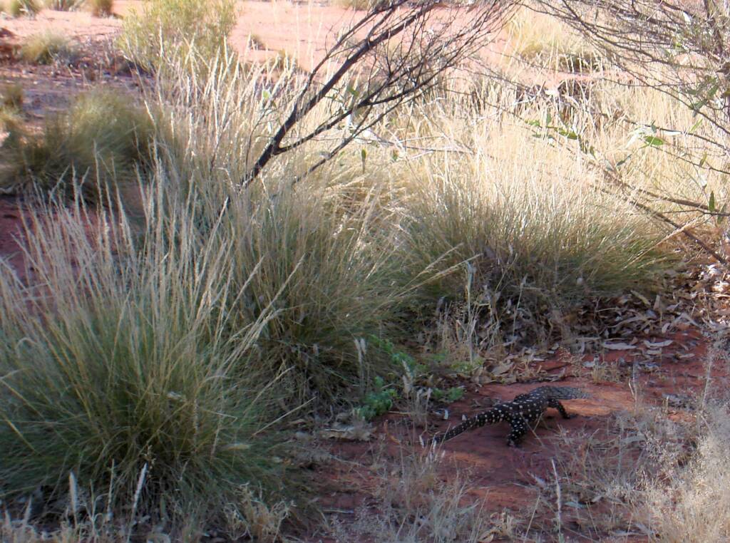 Perentie (Varanus giganteus), Kings Canyon (Watarrka National Park)