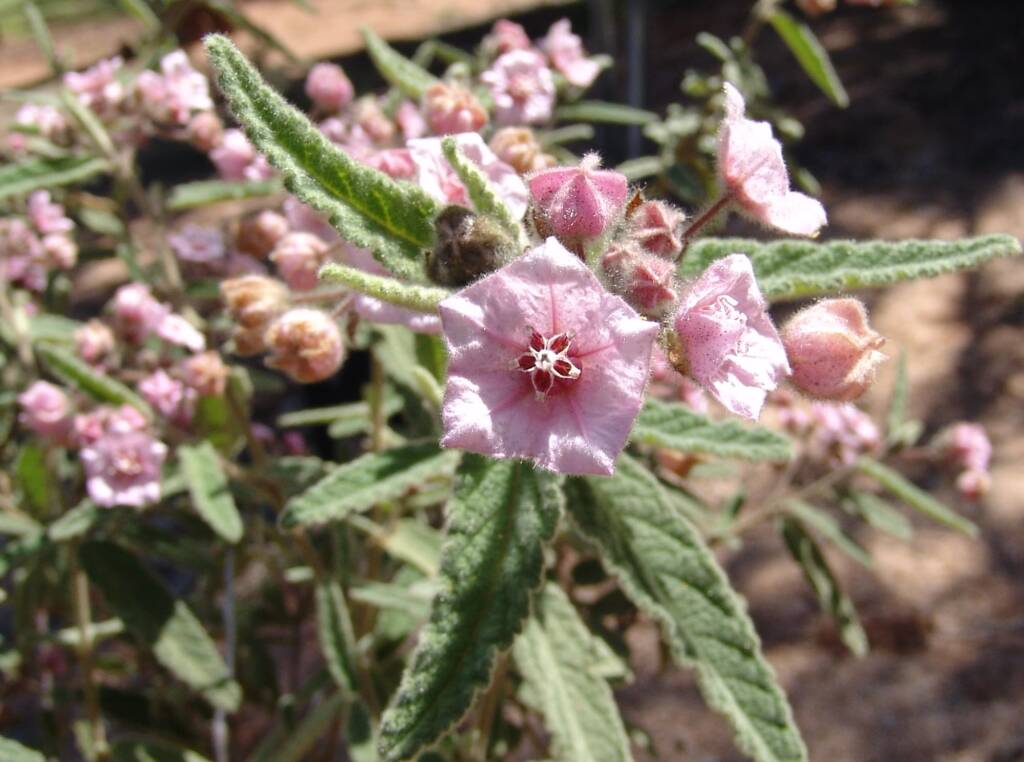 Pink Fire-bush (Commersonia magniflora), Olive Pink Botanic Garden