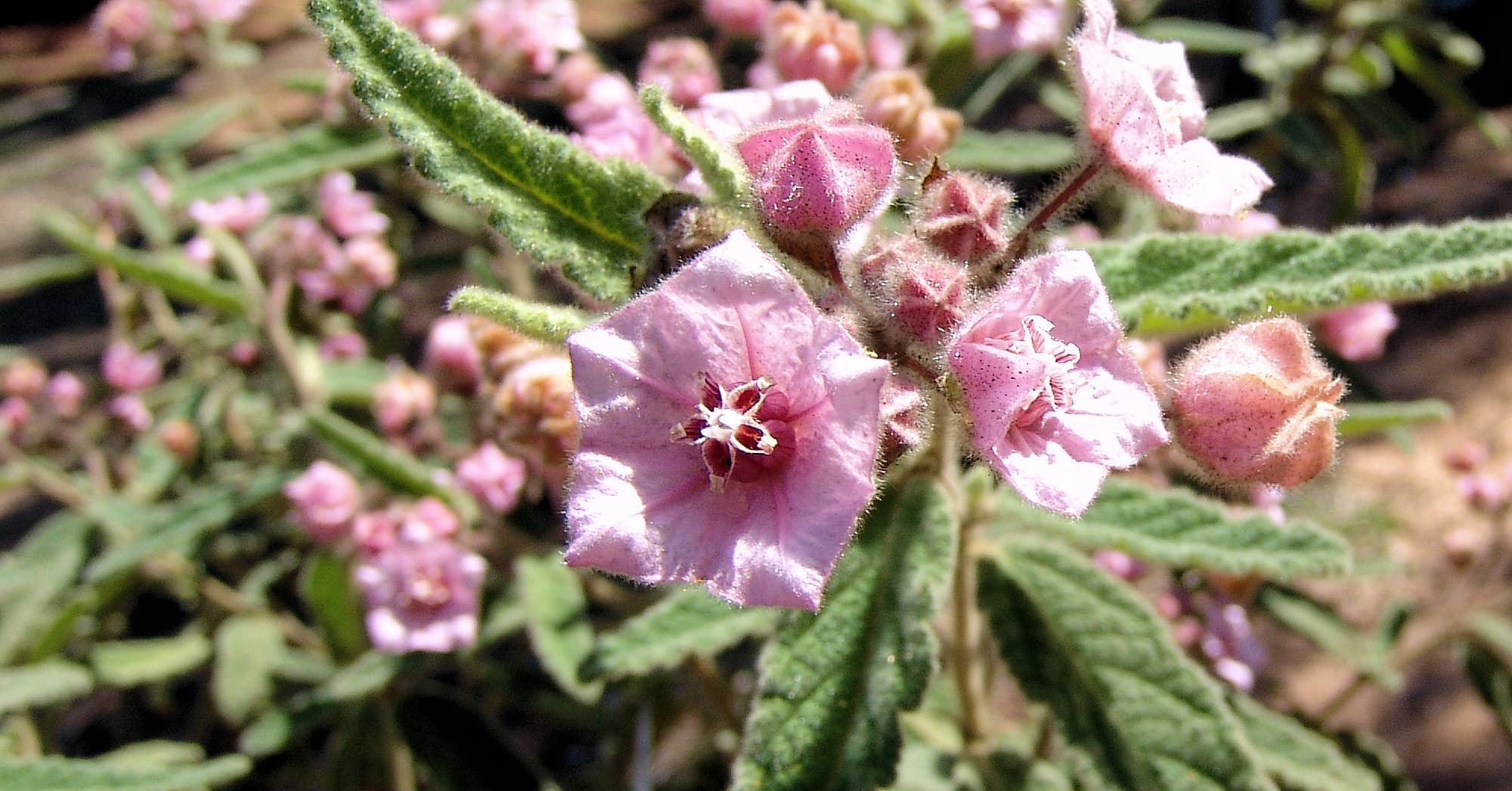 Pink Fire-bush (Commersonia magniflora), Olive Pink Botanic Garden