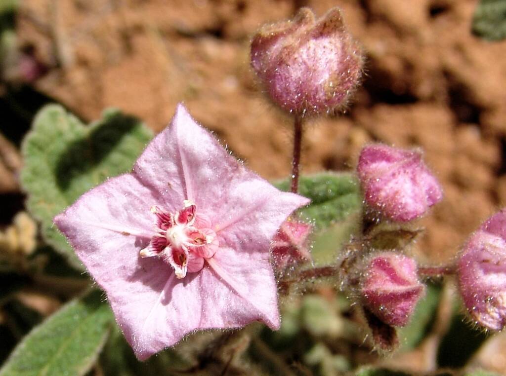 Pink Fire-bush (Commersonia magniflora), Olive Pink Botanic Garden
