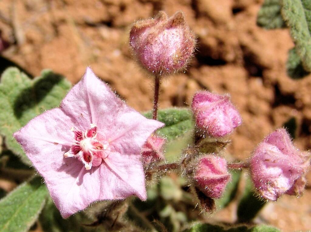 Pink Fire-bush (Commersonia magniflora), Olive Pink Botanic Garden