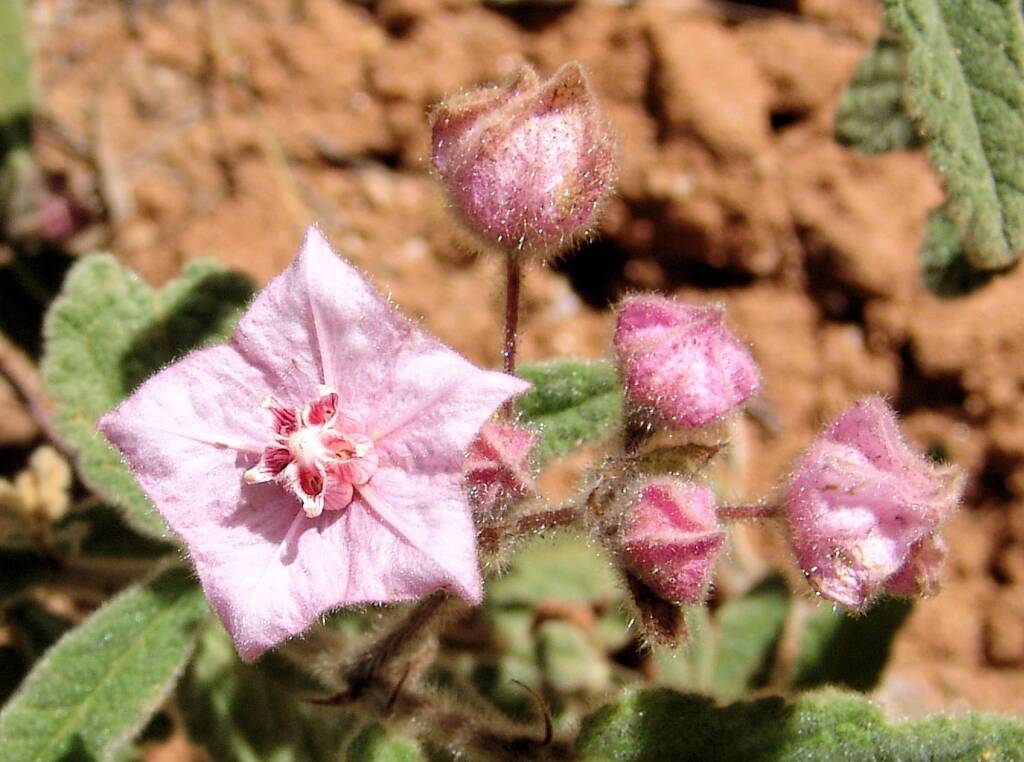Pink Fire-bush (Commersonia magniflora), Olive Pink Botanic Garden