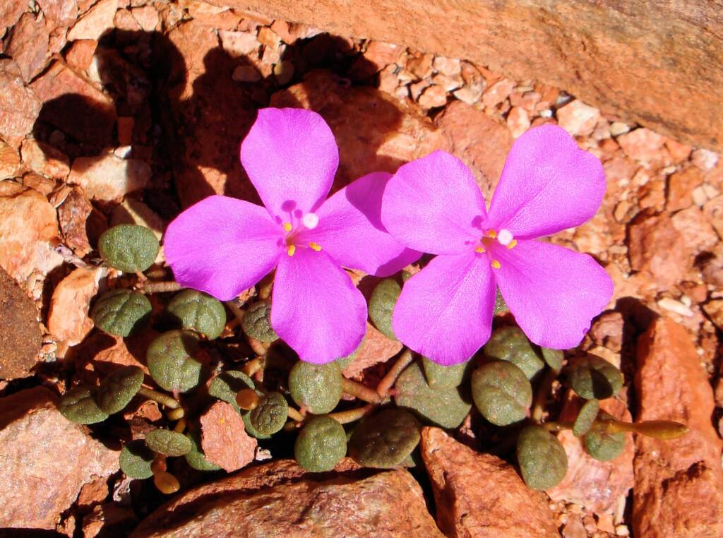Pink Rock Wort (Sedopsis filsonii)