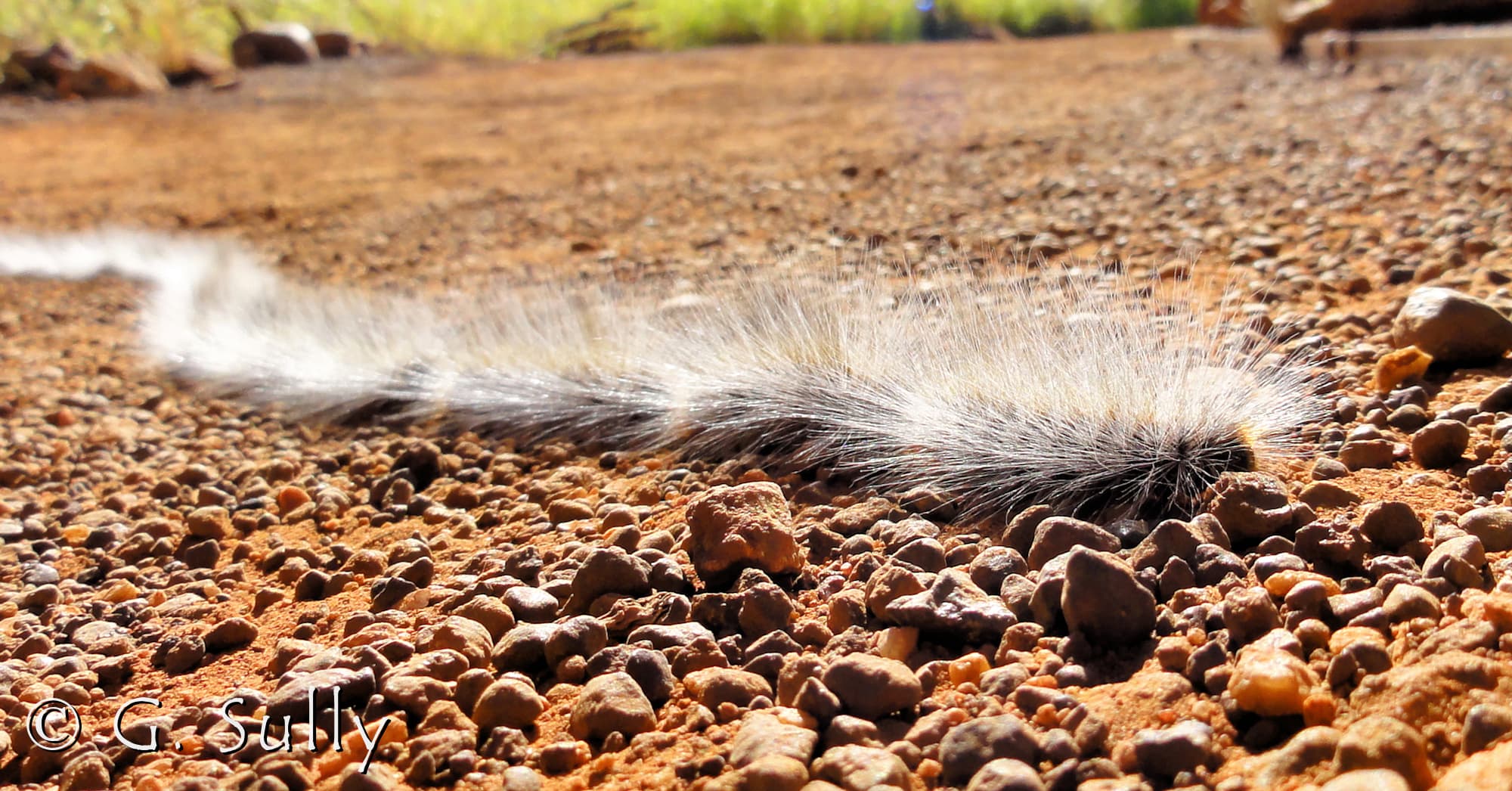 Processionary Caterpillar (Ochrogaster lunifer)