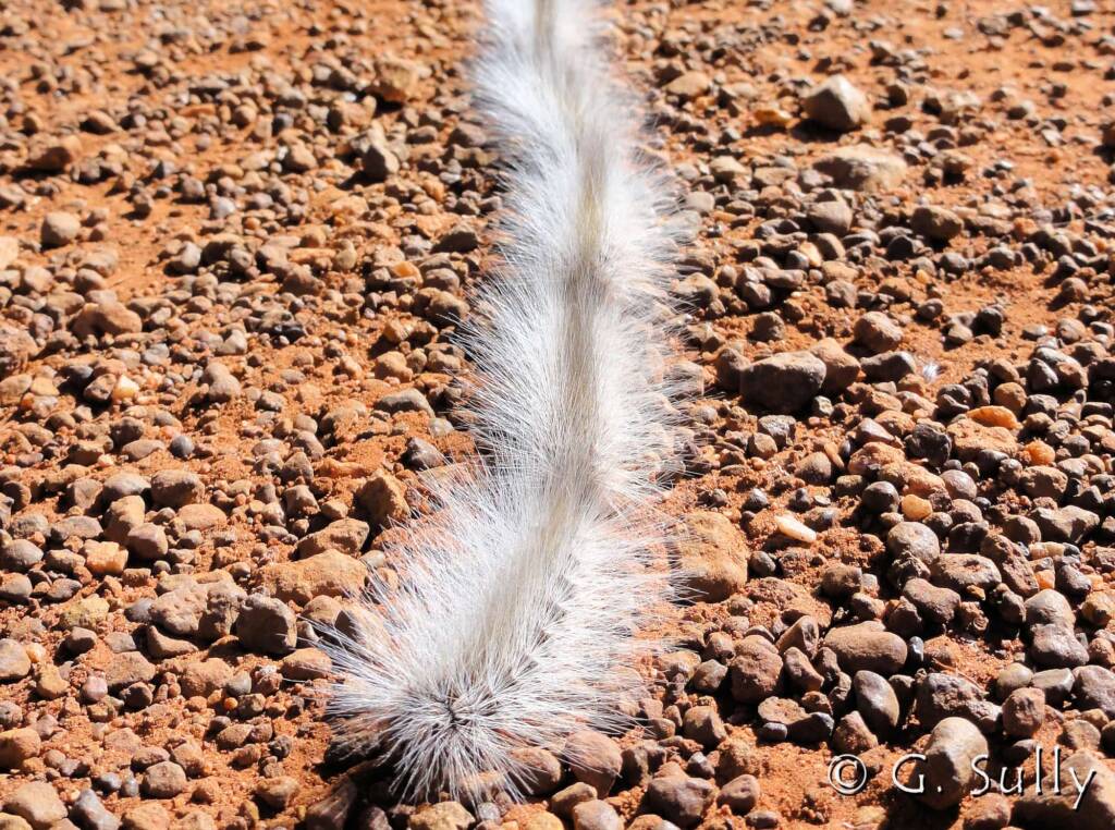 Processionary Caterpillar (Ochrogaster lunifer)