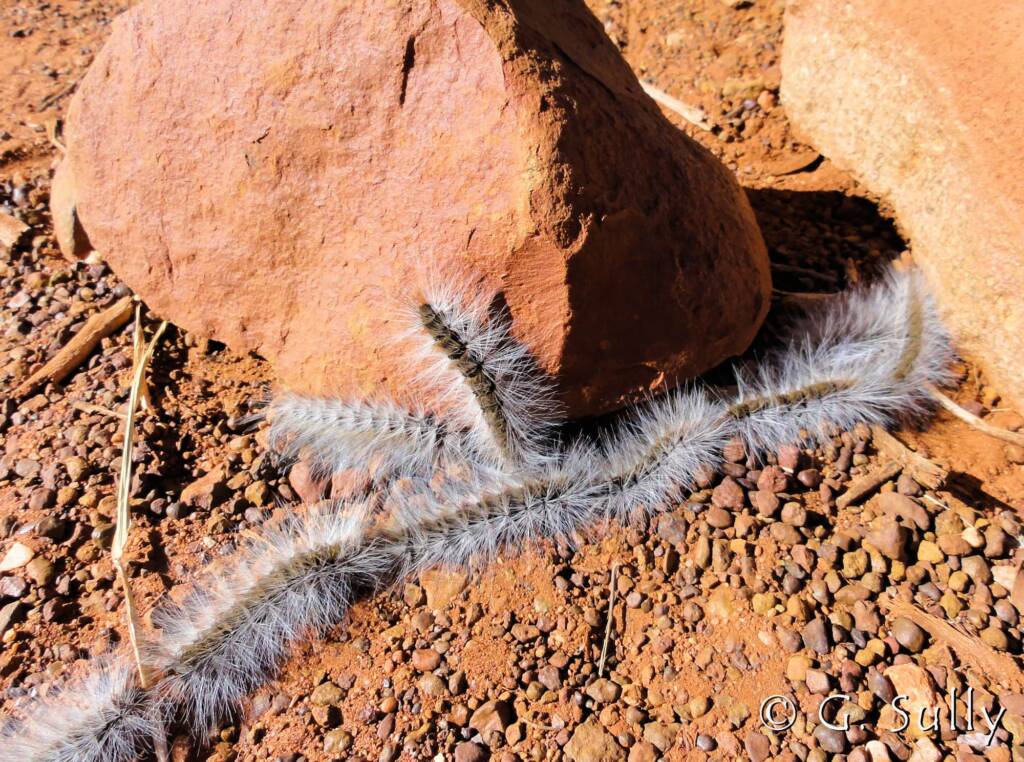 Processionary Caterpillar (Ochrogaster lunifer)