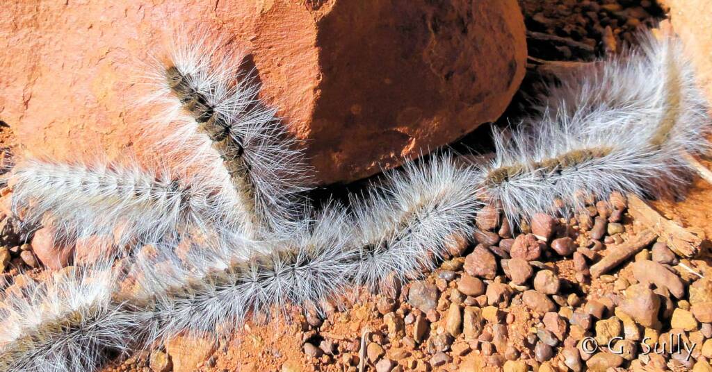 Processionary Caterpillar (Ochrogaster lunifer)