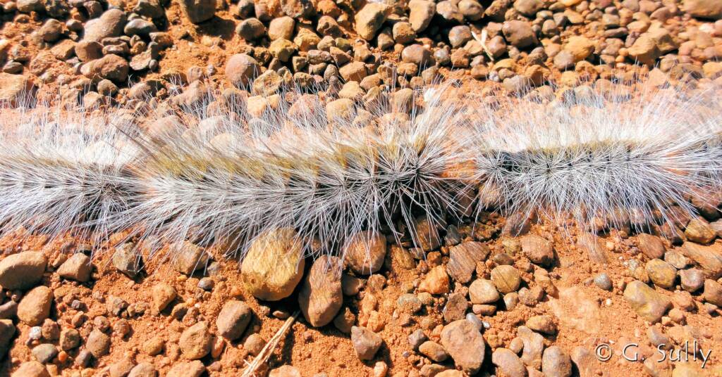 Processionary Caterpillar (Ochrogaster lunifer)