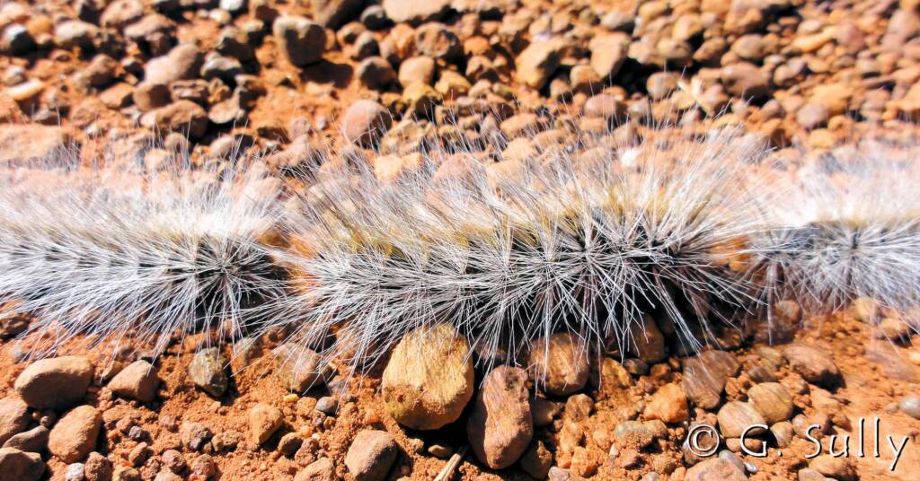 Processionary Caterpillar (Ochrogaster lunifer)