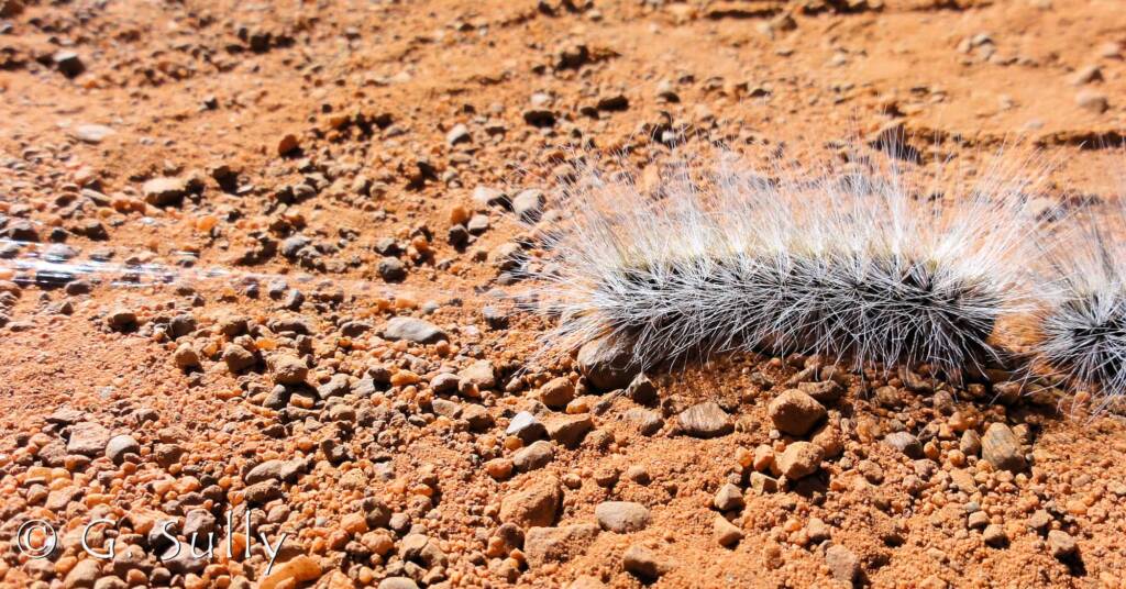 Processionary Caterpillar (Ochrogaster lunifer)