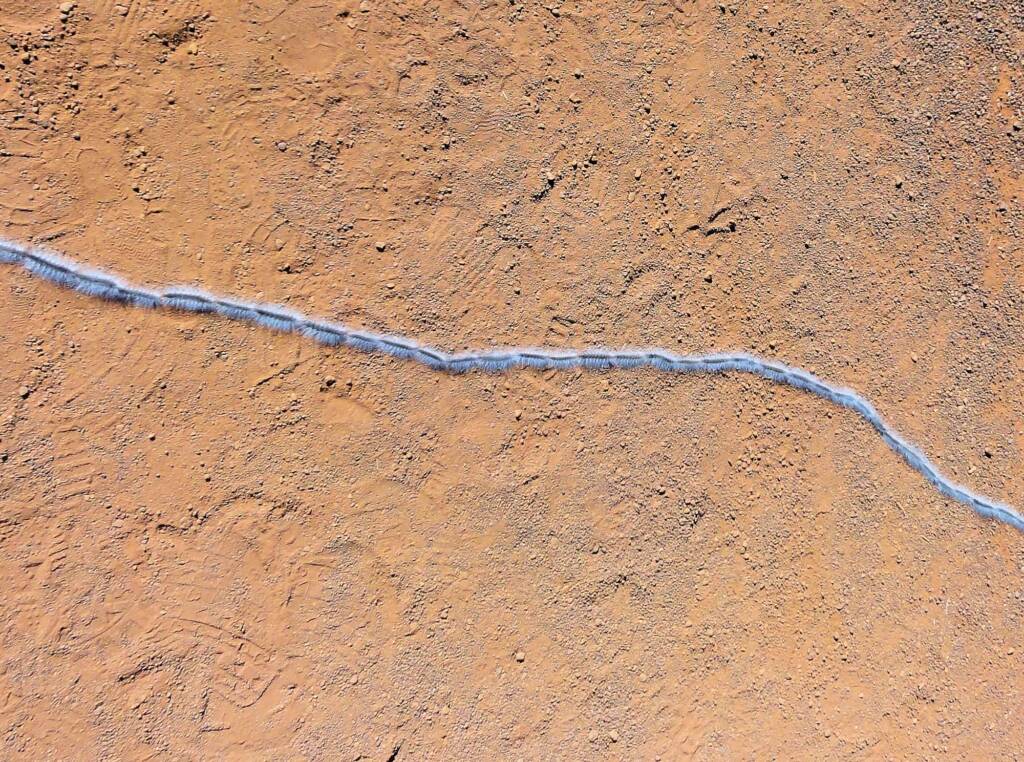 Processionary Caterpillar (Ochrogaster lunifer)