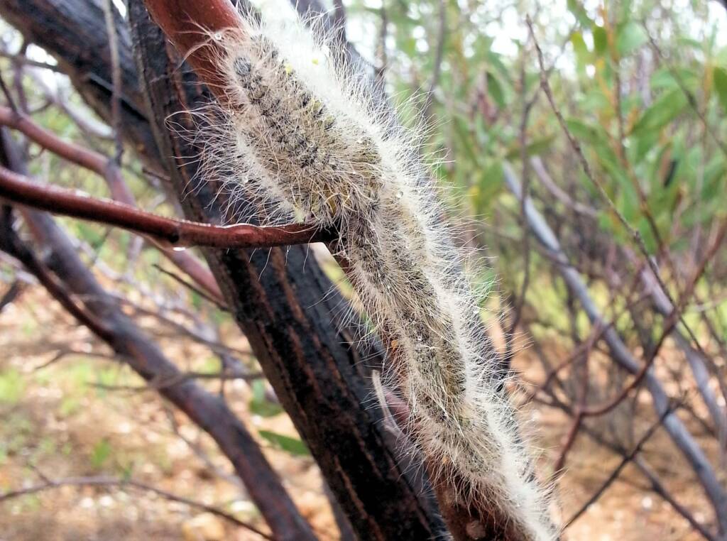 Processionary Caterpillar (Ochrogaster lunifer)