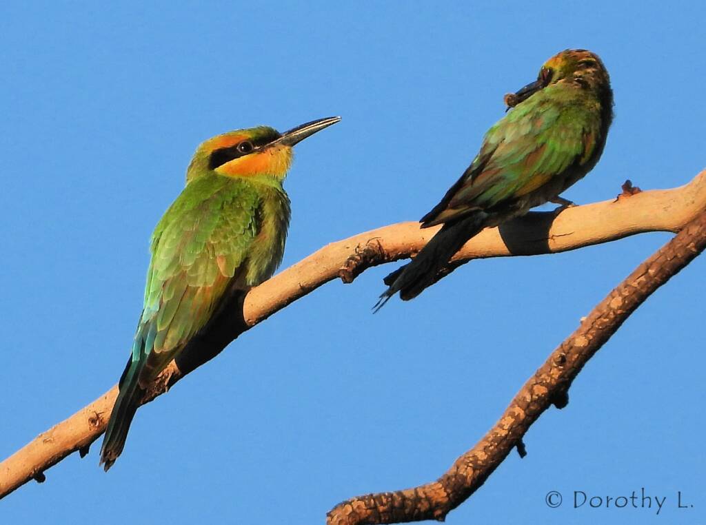Rainbow Bee-eater (Merops ornatus)