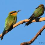 Rainbow Bee-eater (Merops ornatus)
