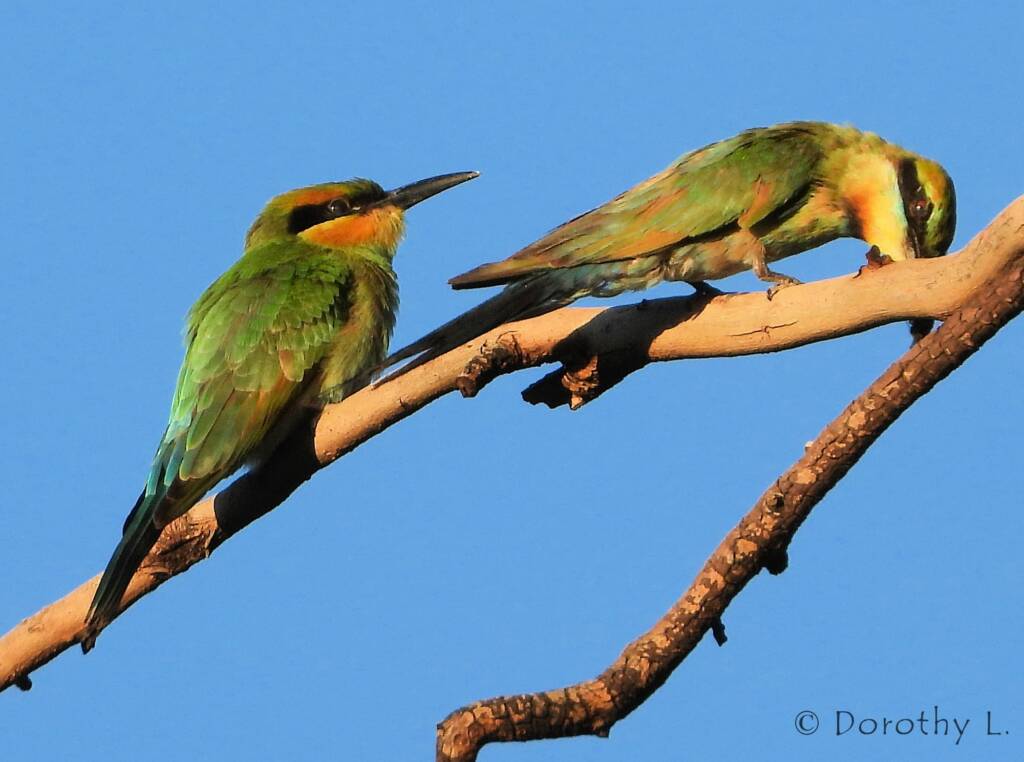 Rainbow Bee-eater (Merops ornatus)