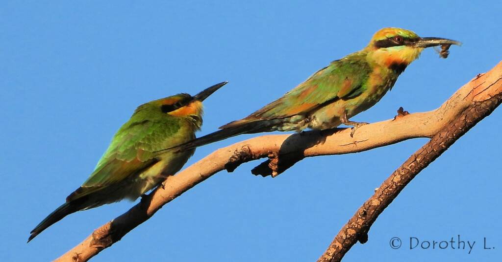 Rainbow Bee-eater (Merops ornatus)