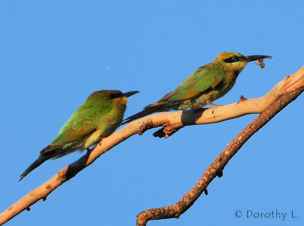 Rainbow Bee-eater (Merops ornatus)