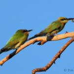 Rainbow Bee-eater (Merops ornatus)