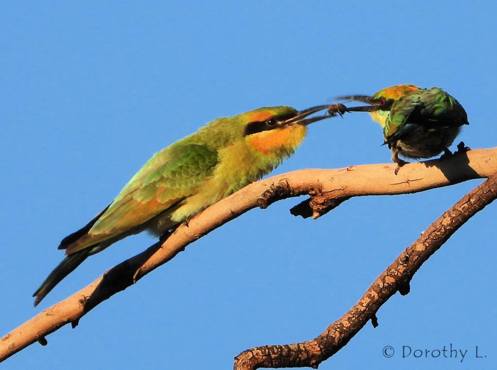 Rainbow Bee-eater (Merops ornatus)