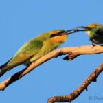 Rainbow Bee-eater (Merops ornatus)