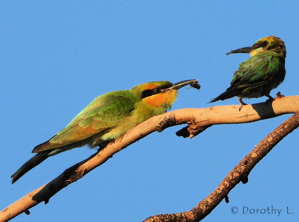 Rainbow Bee-eater (Merops ornatus)