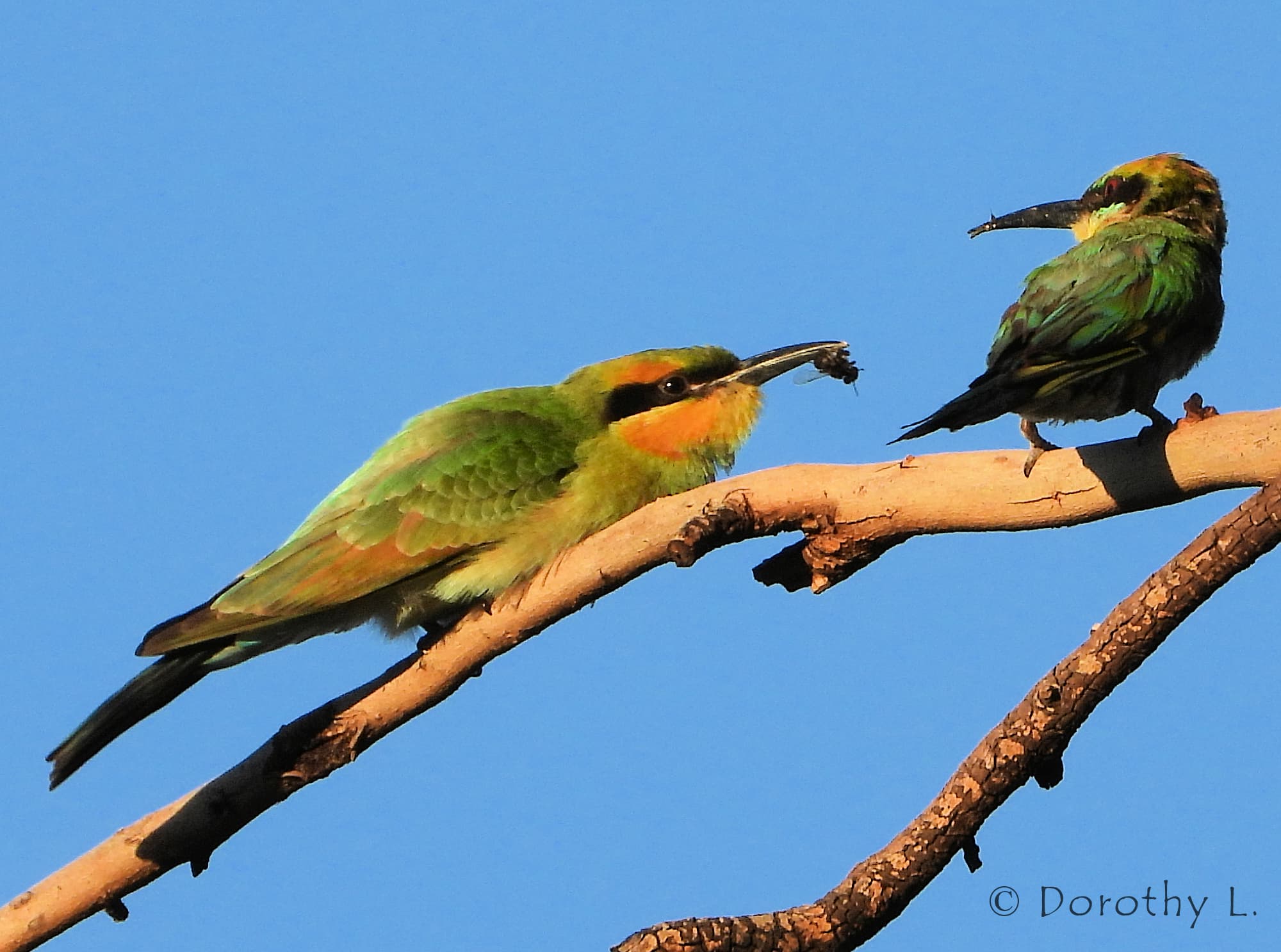 Rainbow Bee-eater (Merops ornatus)