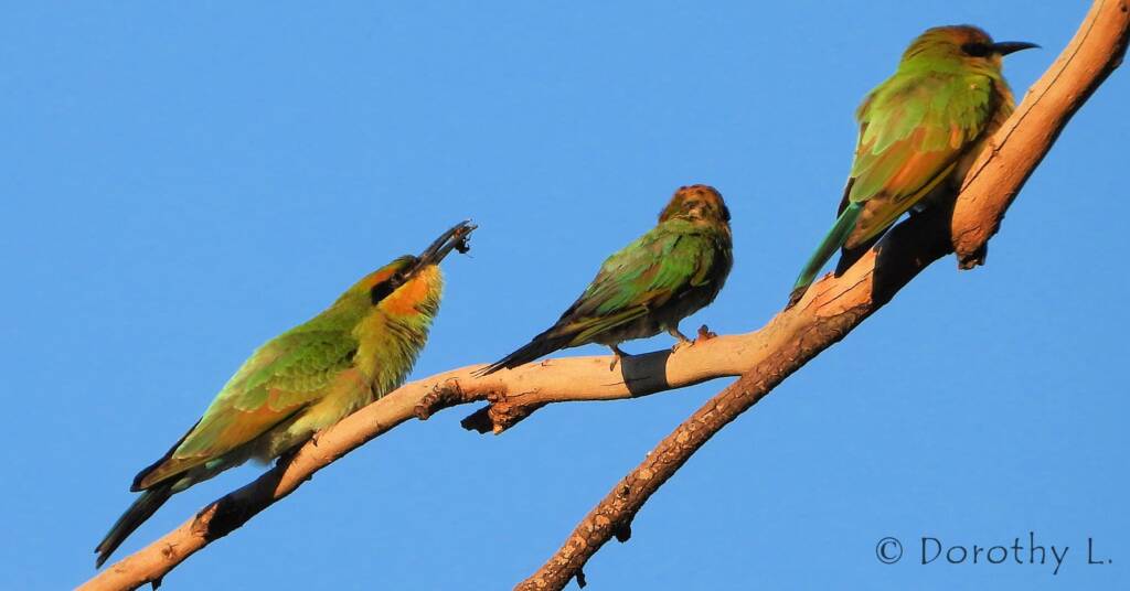 Rainbow Bee-eater (Merops ornatus)