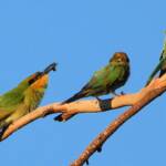 Rainbow Bee-eater (Merops ornatus)