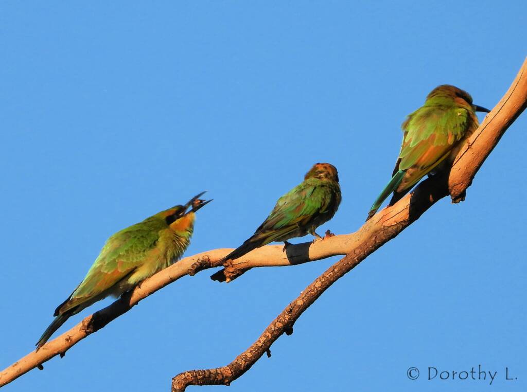 Rainbow Bee-eater (Merops ornatus)