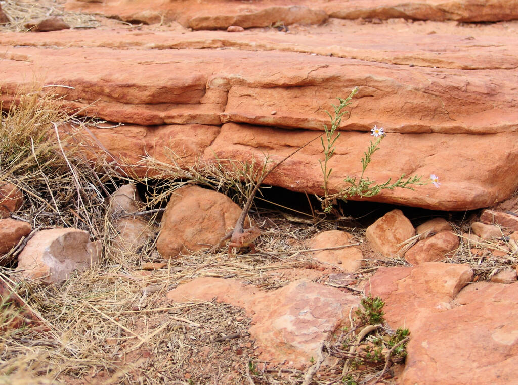 Ring-tailed Dragon (Ctenophorus caudicinctus slateri), Kings Canyon
