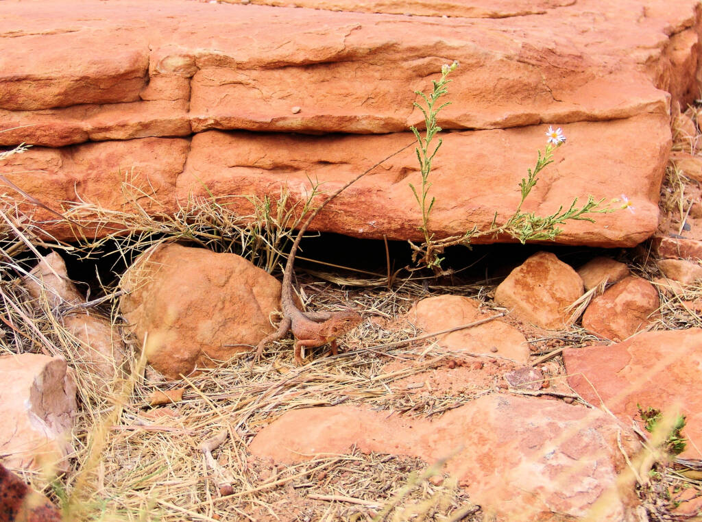 Ring-tailed Dragon (Ctenophorus caudicinctus slateri), Kings Canyon