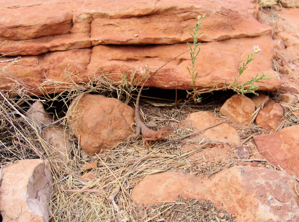 Ring-tailed Dragon (Ctenophorus caudicinctus slateri), Kings Canyon