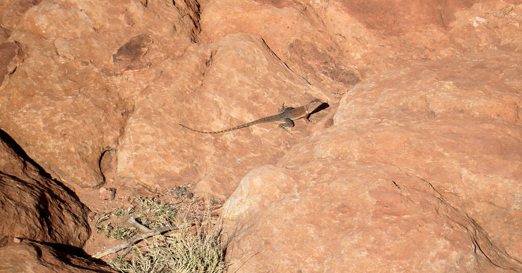 Ring-tailed Dragon (Ctenophorus caudicinctus slateri)