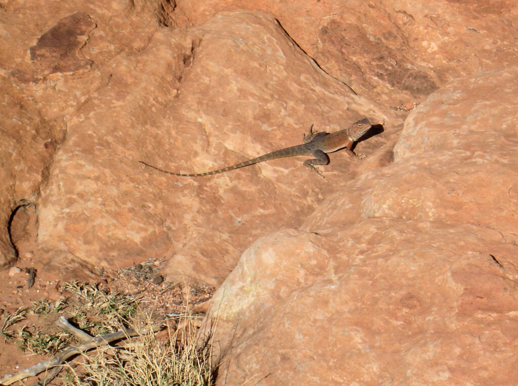 Ring-tailed Dragon (Ctenophorus caudicinctus slateri), Kings Canyon