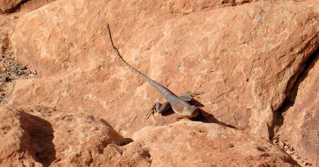 Ring-tailed Dragon (Ctenophorus caudicinctus slateri), Kings Canyon