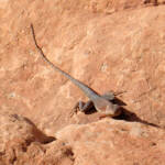 Ring-tailed Dragon (Ctenophorus caudicinctus slateri), Kings Canyon