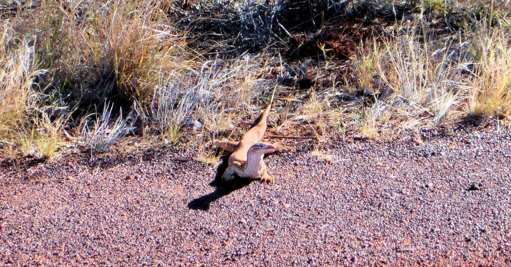 Sand Goanna (Varanus gouldii), Kata Tjuta (Uluru-Kata Tjuta National Park)