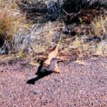Sand Goanna (Varanus gouldii), Kata Tjuta (Uluru-Kata Tjuta National Park)
