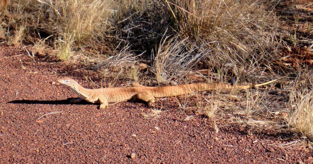 Sand Goanna (Varanus gouldii), Kata Tjuta (Uluru-Kata Tjuta National Park)