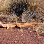 Sand Goanna (Varanus gouldii), Kata Tjuta (Uluru-Kata Tjuta National Park)